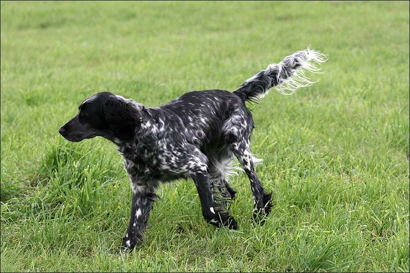 Großer Münsterländer Foto &amp; Bild tiere, haustiere, hunde Bilder auf