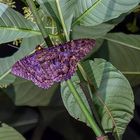 großer Nachtfalter (Feigeria buteo) in Costa Rica