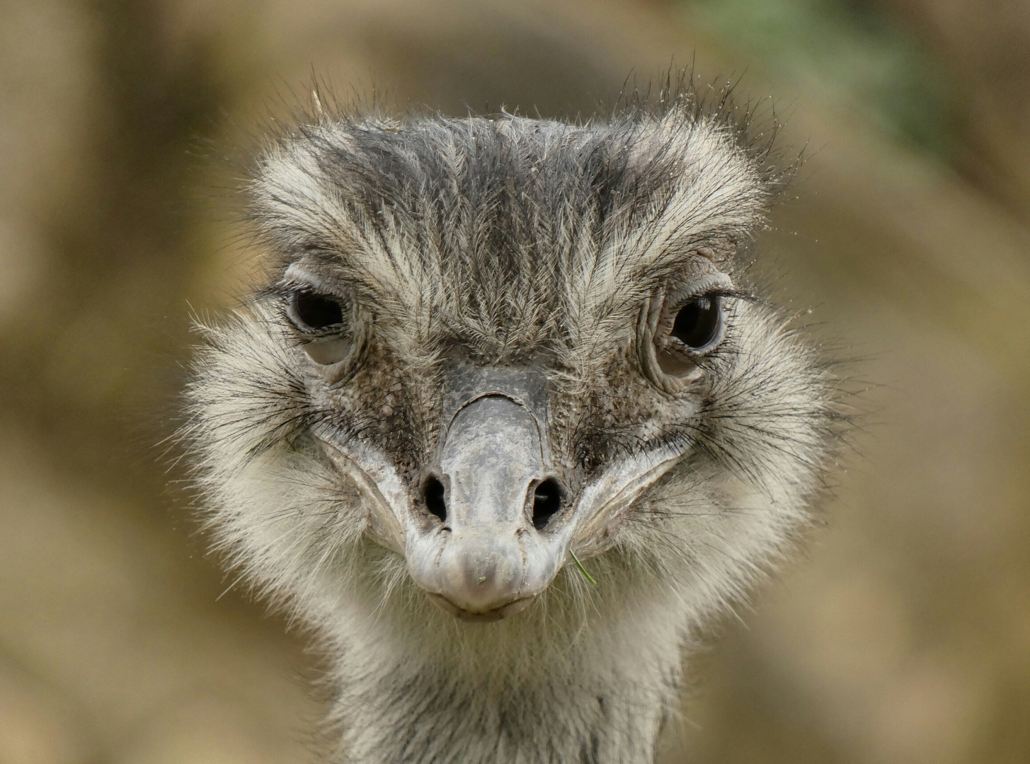 Großer Nandu (Rhea americana)