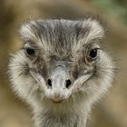 Großer Nandu (Rhea americana)