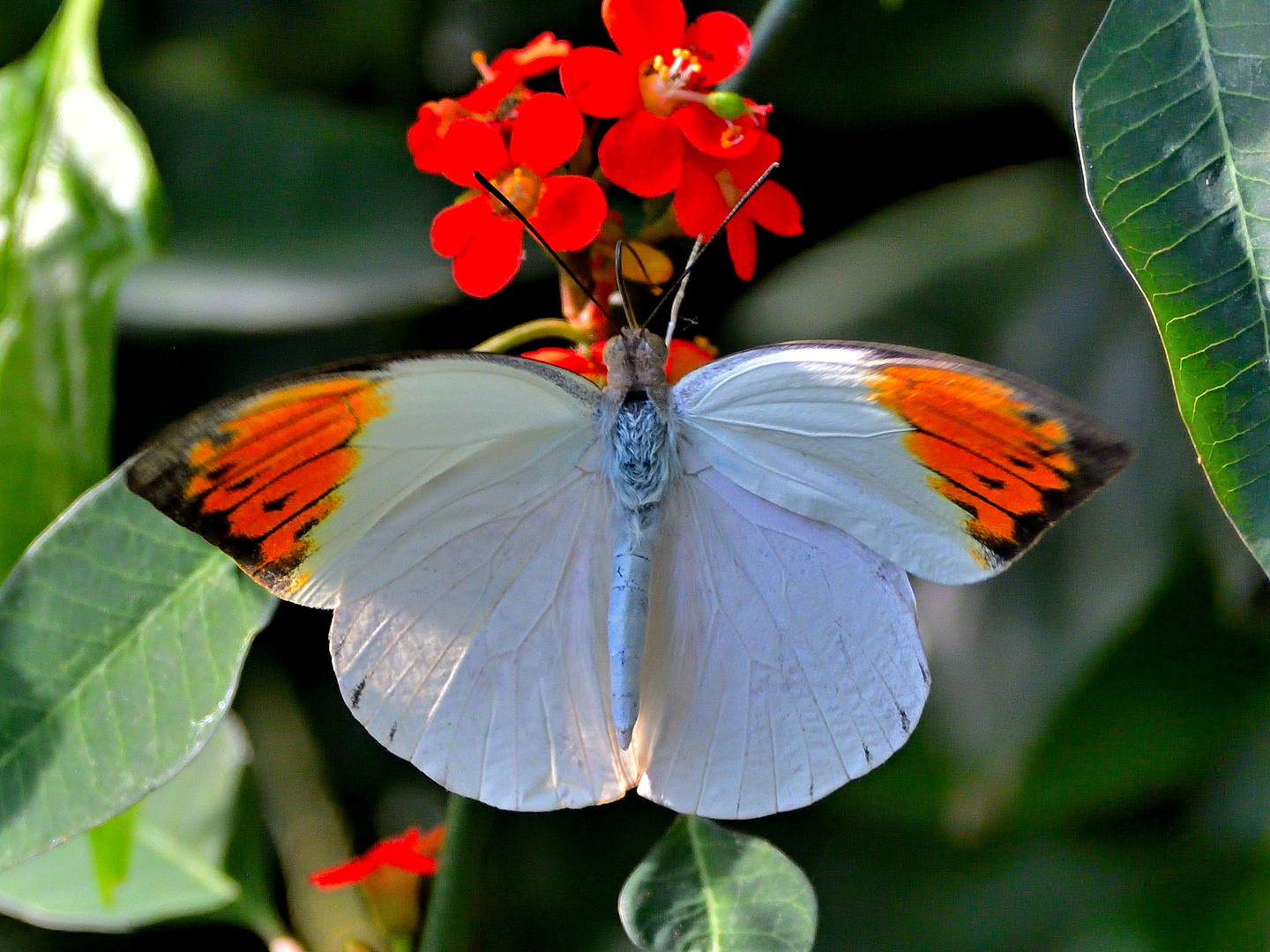 Großer Orange-Spitzen-Falter