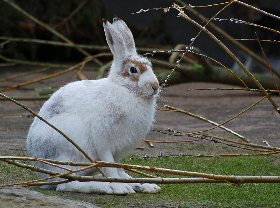 Grosser Osterhase