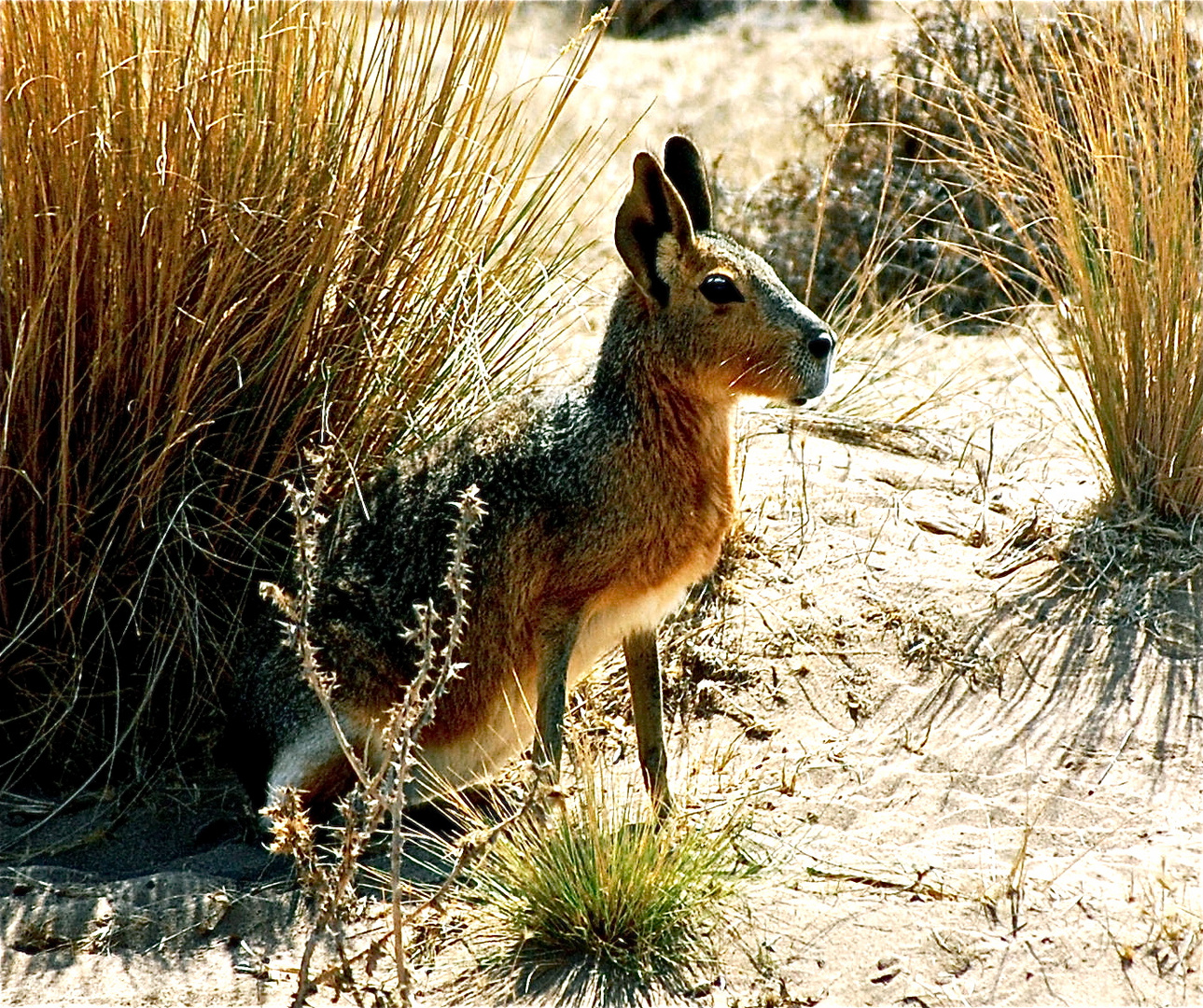 Großer Pampashase (Dolichotis patagorum)