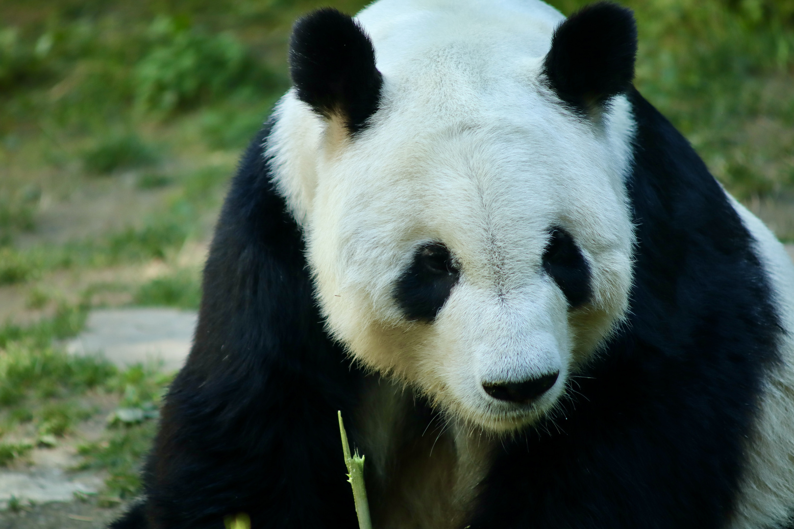 Großer Panda