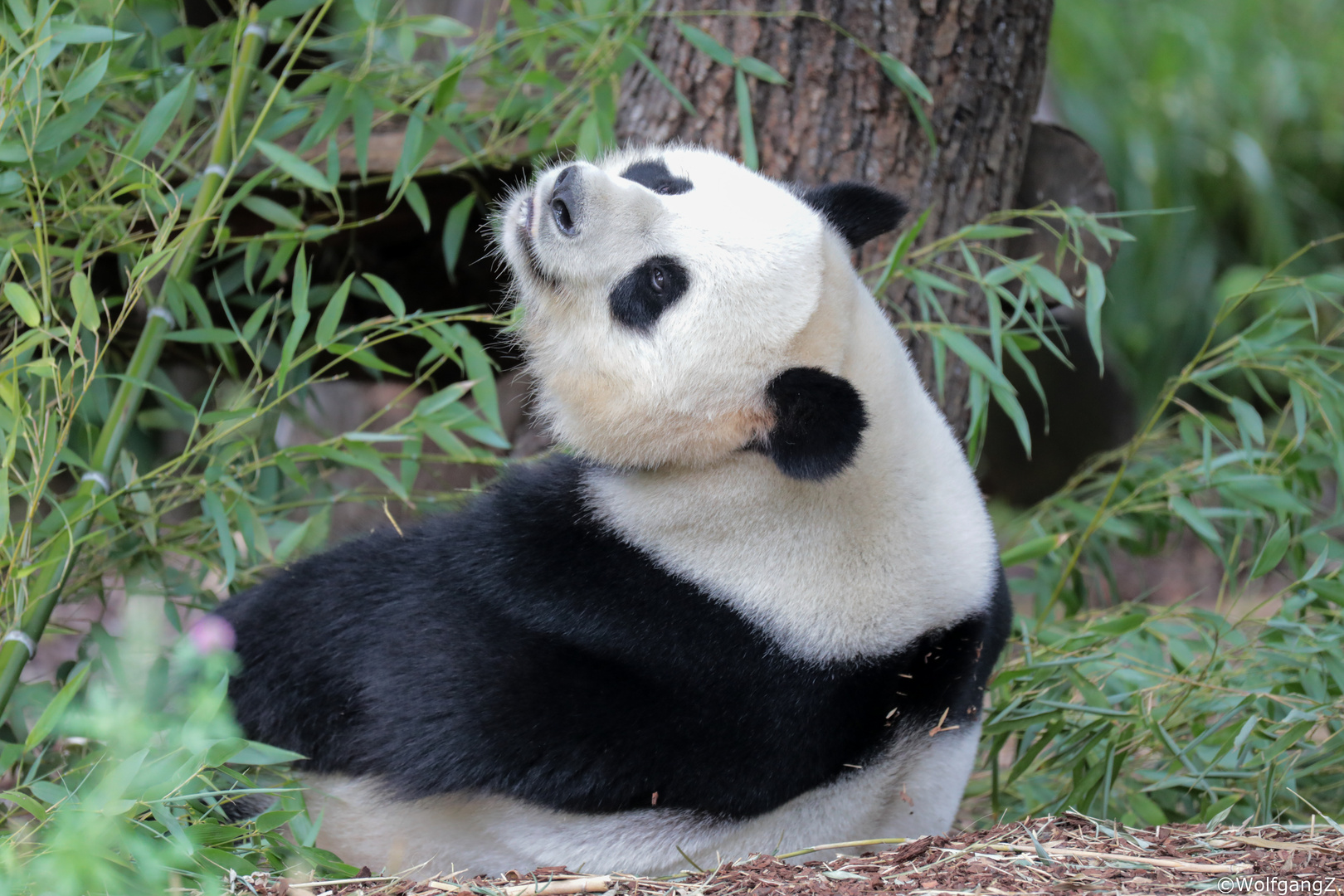 Großer Panda