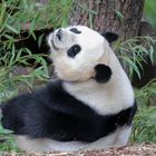 Großer Panda