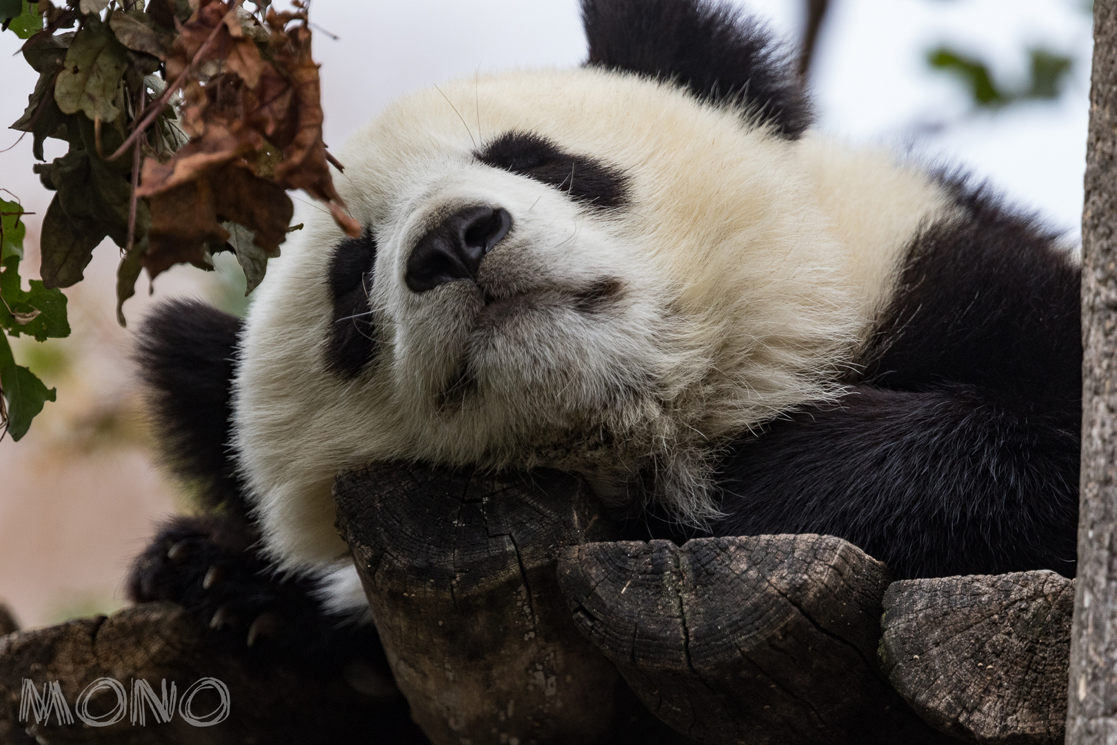 großer Panda