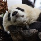 großer Panda