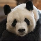 Großer Panda