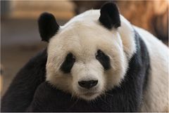 Großer Panda