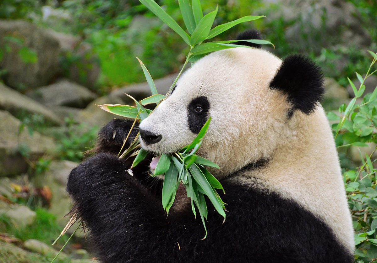 Großer Panda