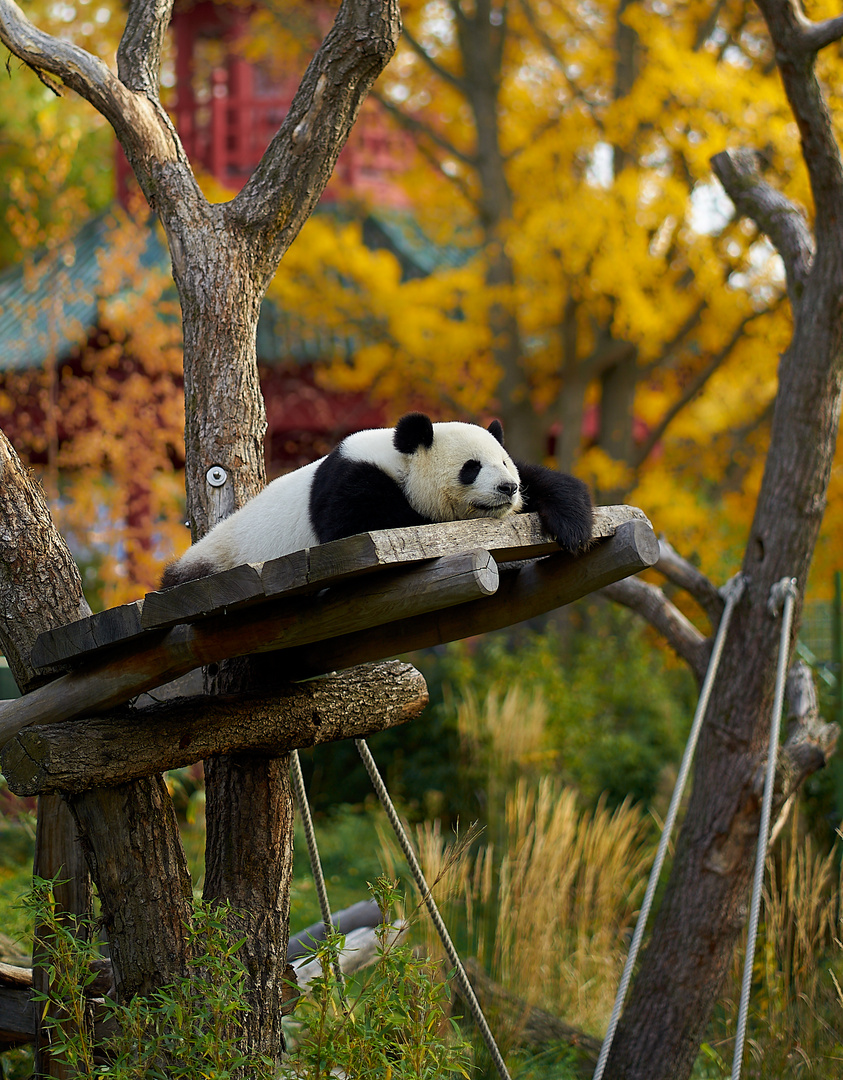 Großer Panda beim Chillen