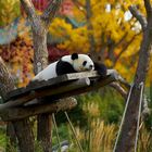 Großer Panda beim Chillen