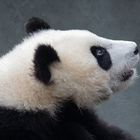 Großer Panda