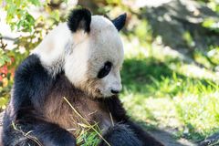 Großer Panda