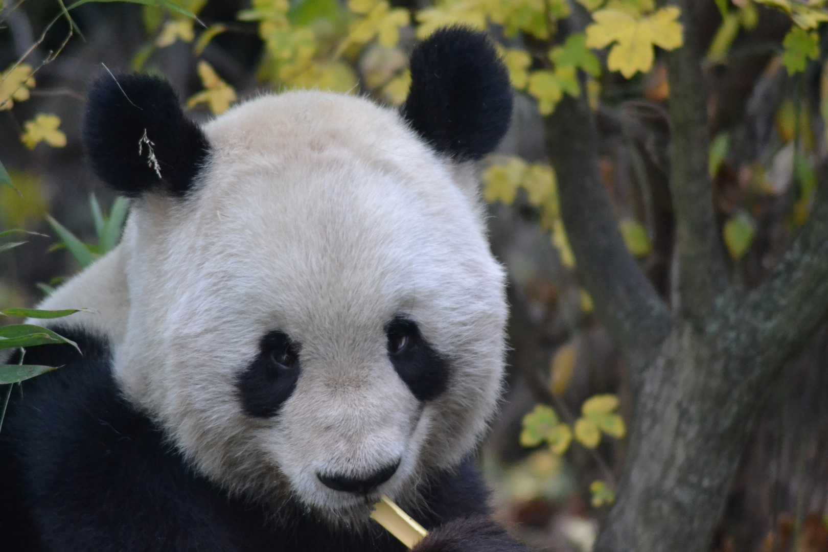 Großer Panda