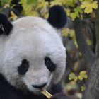 Großer Panda