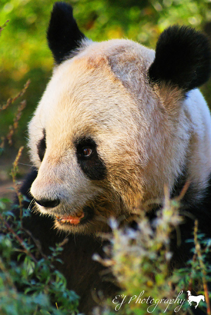 Großer Panda