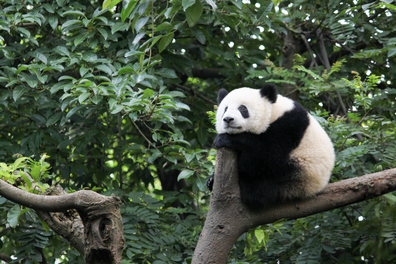 Großer Pandabär