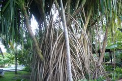 grosser Pandanus