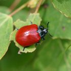 Großer Pappelblattkäfer - Chrysomela populi