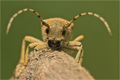 Großer Pappelbock