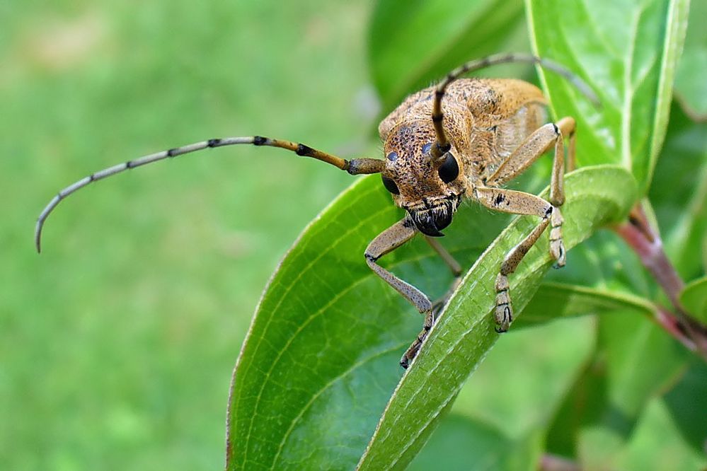 großer Pappelbock I