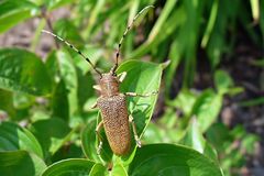 großer Pappelbock II