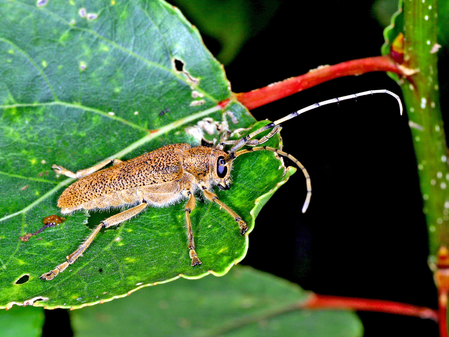 Großer Pappelbock (Saperda carcharias)...