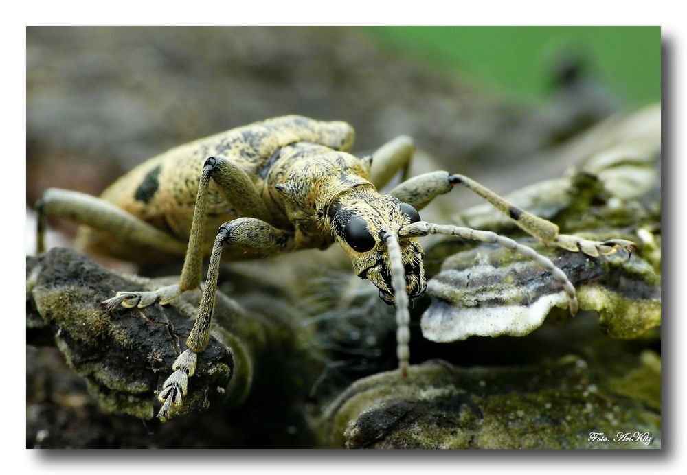 Großer Pappelbock - Saperda carcharias