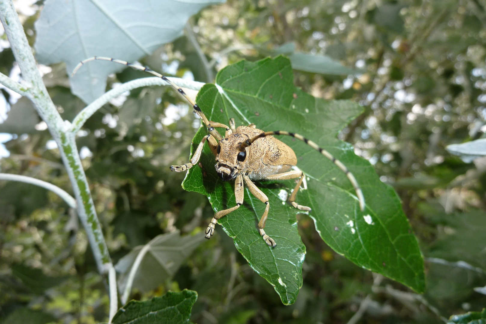 Großer Pappelbockkäfer