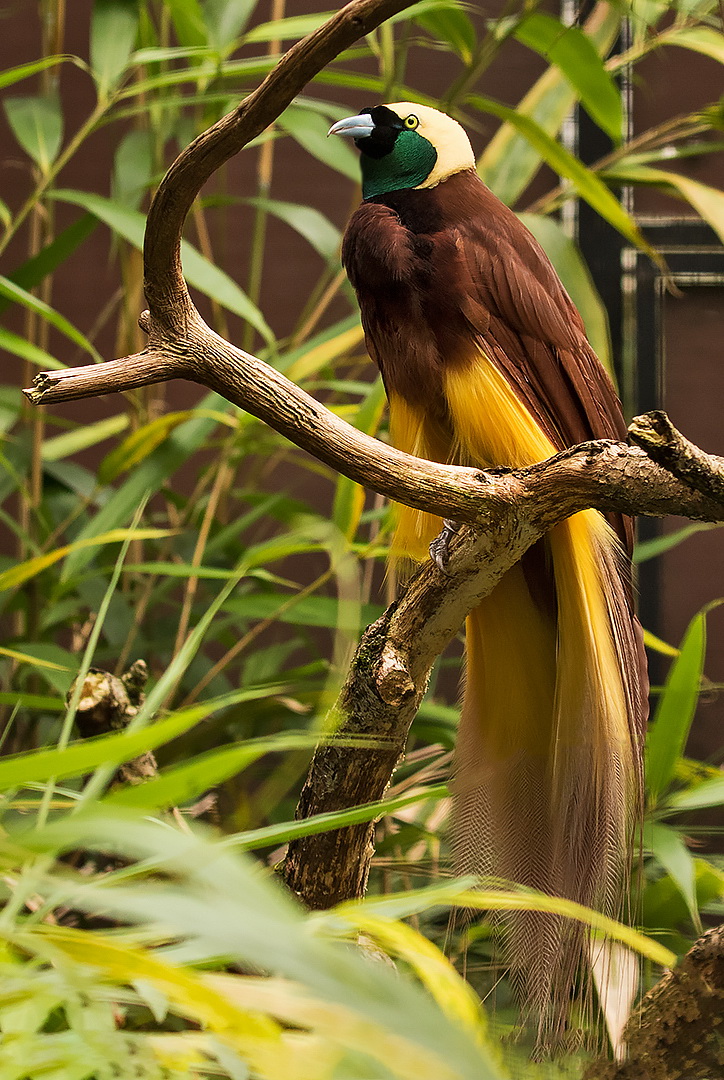 Großer Paradiesvogel Foto & Bild landschaft, lebensräume, sommer Bilder auf