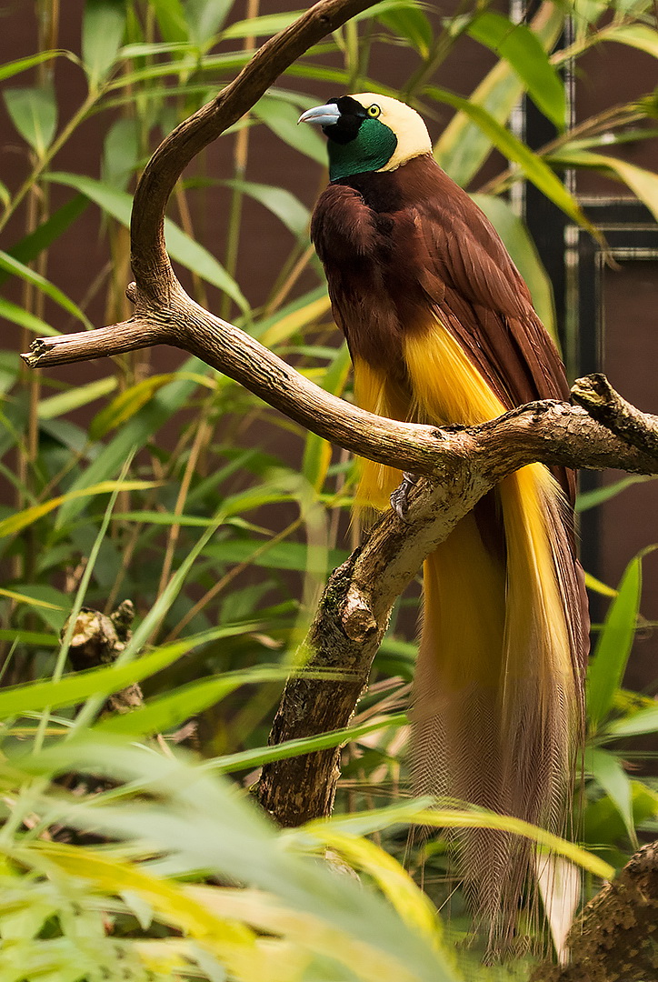 Großer Paradiesvogel 