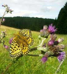 Großer Perlmutterfalter