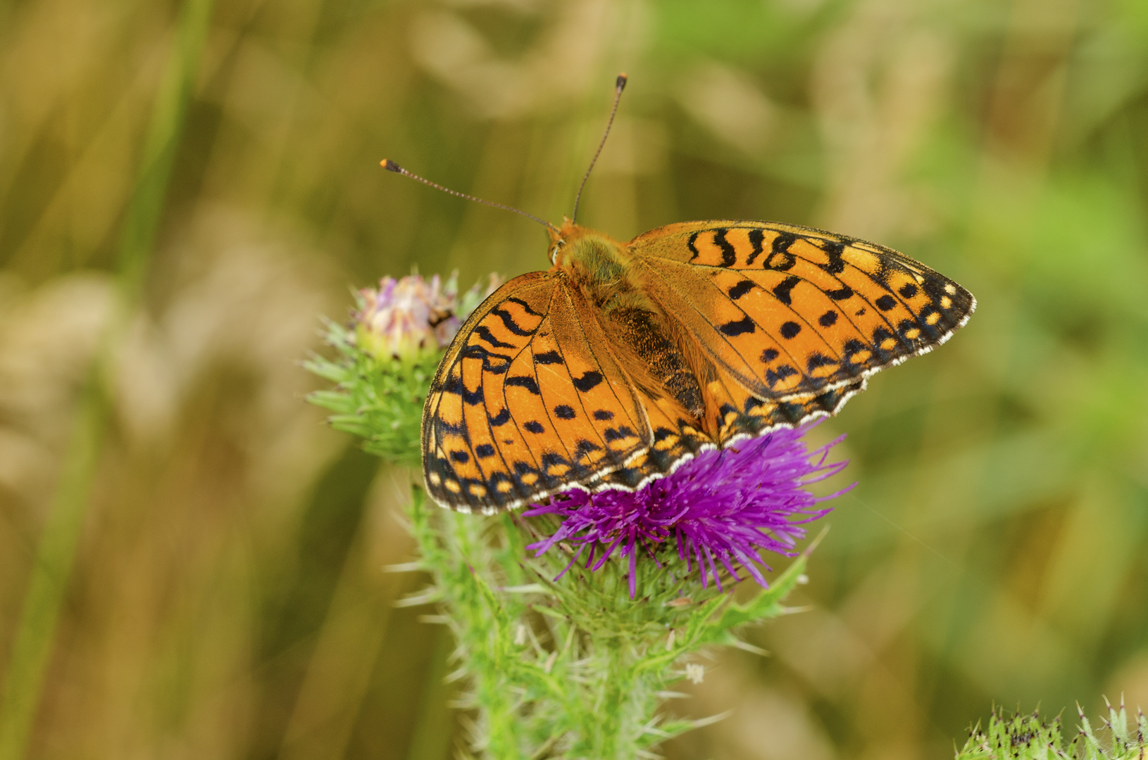 Großer Perlmutterfalter (Argynnis aglaja)