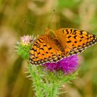 Großer Perlmutterfalter (Argynnis aglaja)