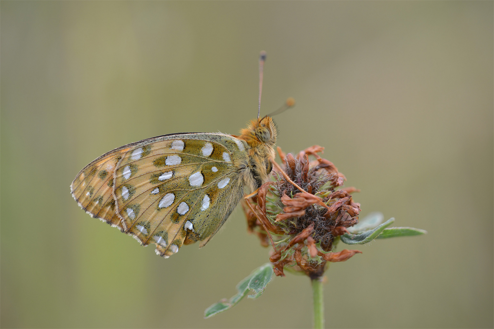 Großer Perlmutterfalter (Argynnis aglaja)