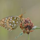 Großer Perlmutterfalter (Argynnis aglaja)