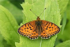 Großer Perlmutterfalter (Argynnis aglaja)