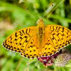 Großer Perlmutterfalter (Argynnis aglaja)