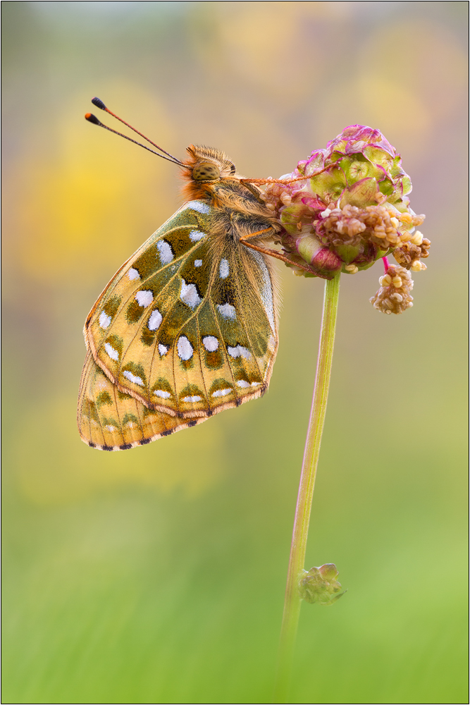 Großer Perlmutterfalter (Argynnis aglaja)