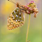 Großer Perlmutterfalter (Argynnis aglaja)