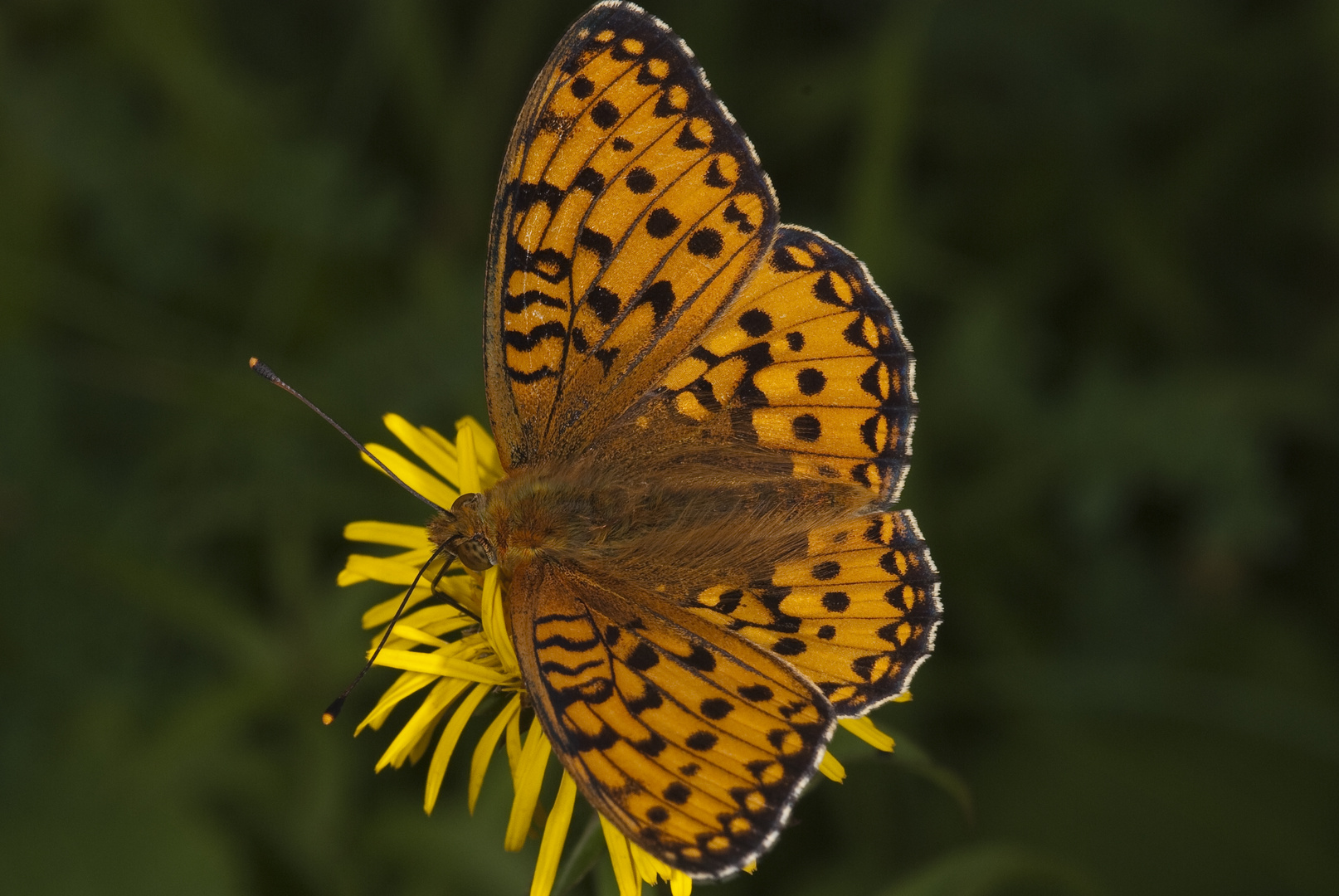 Großer Perlmutterfalter (Argynnis aglaja)