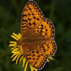 Großer Perlmutterfalter (Argynnis aglaja)