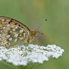 Grosser Perlmutterfalter (Argynnis aglaja borealis)