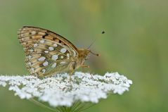 Grosser Perlmutterfalter (Argynnis aglaja borealis)