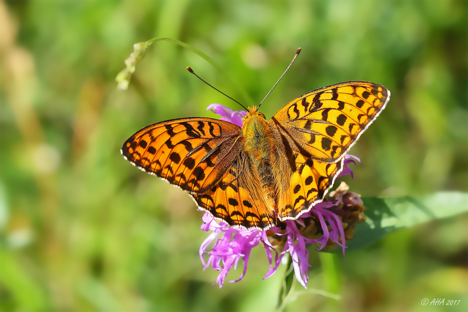 Großer Perlmutterfalter (Argynnis aglaja)