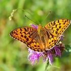 Großer Perlmutterfalter (Argynnis aglaja)