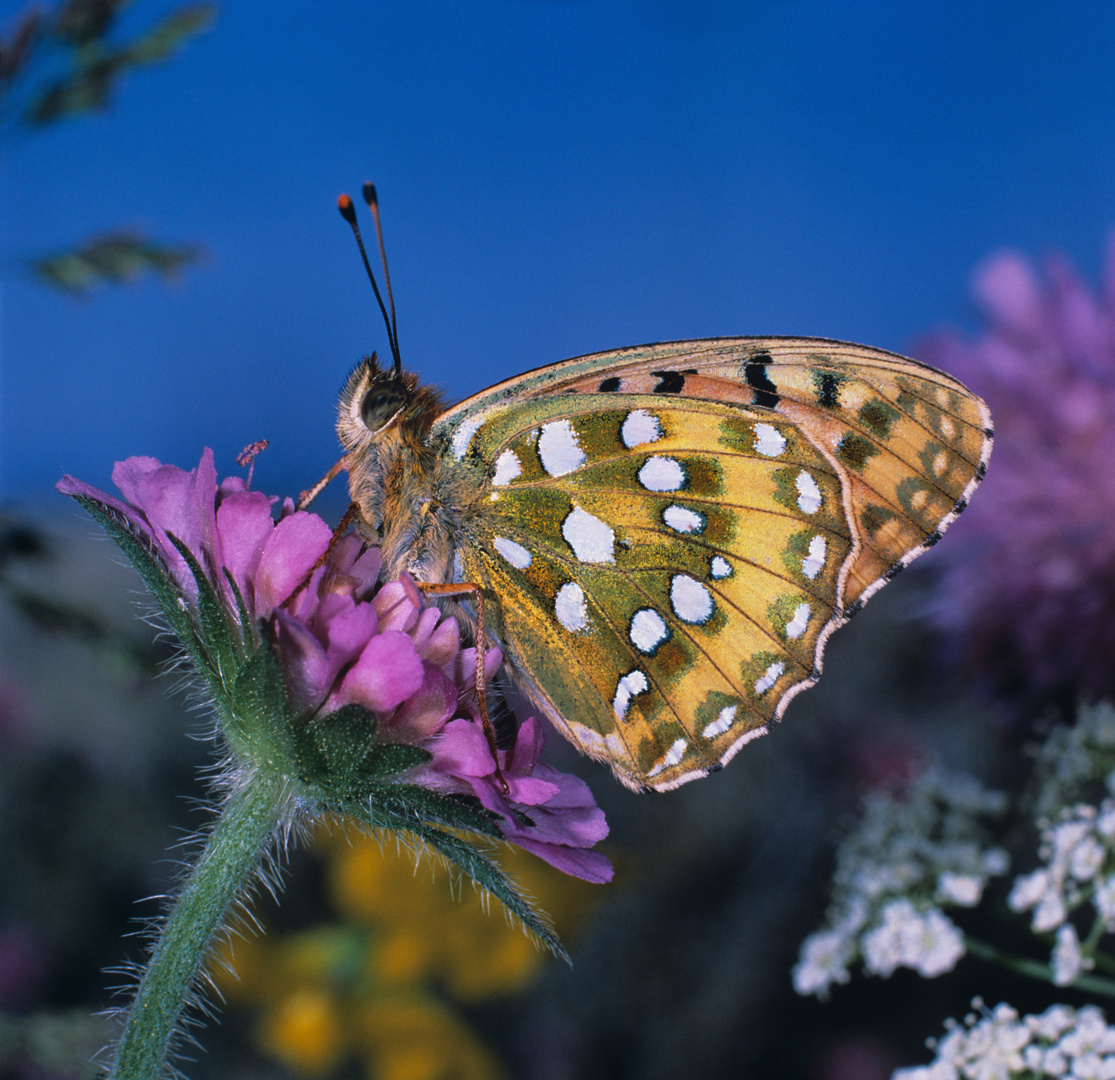 Grosser Perlmutterfalter, Argynnis aglaja, Dark Green Fritillary, Perlmutt,