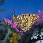 Grosser Perlmutterfalter, Argynnis aglaja, Dark Green Fritillary, Perlmutt,